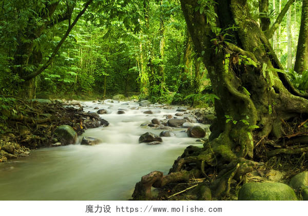 绿色小溪溪水热带雨林原始森林树林植被森林
